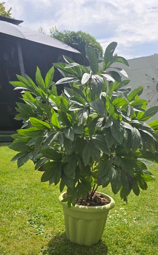 red peony in pot