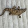 Schleich Alligator Crocodile Moveable Jaw D-73527 Used Please see photos Image 8