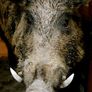 Vintage Wild Boar Tusk Trophy on Wooden Plaque Germany 1950s Image 5