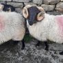 Mayo Mountain Rams Image 6