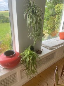 spider plants
