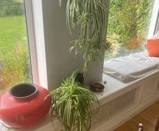 spider plants
