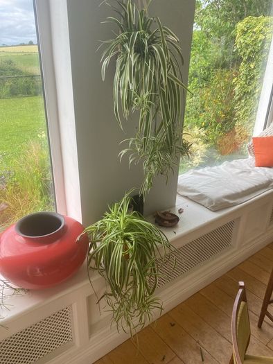 spider plants
