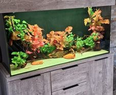 fish tank
