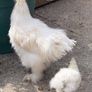 silkie roaster Image 3