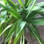 Yuka plant Image 2