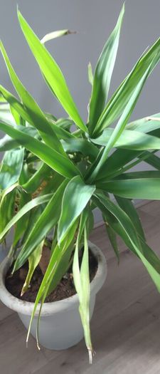 Yuka plant