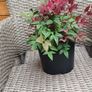 Nandina Domestica Obsessed plant Image 2