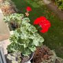 House plant Image 4