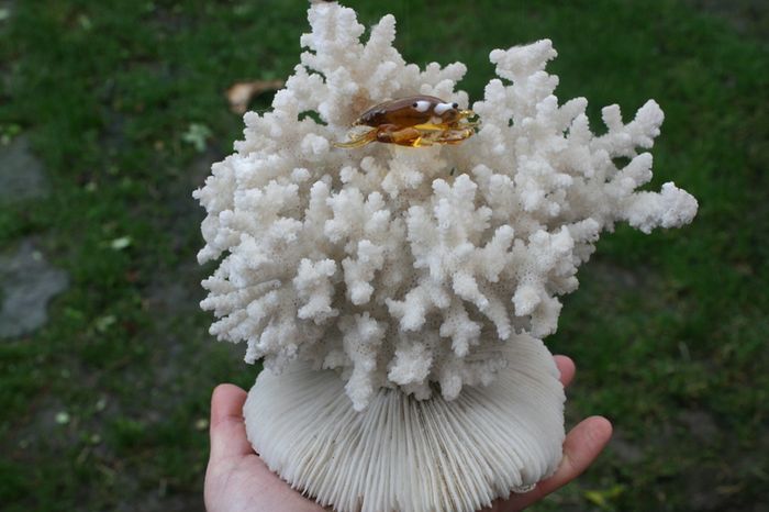 Natural 100% Real White Coral Reef Seashell Aquarium Decor Coral Decoration 7" x 8"