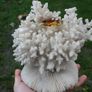 Natural 100% Real White Coral Reef Seashell Aquarium Decor Coral Decoration 7" x 8" Image 3