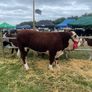 Cattle Image 2