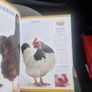 Keeping Pet Chickens: Bring your garden to life and enjoy the bounty of fresh... (Hardcover) Image 7