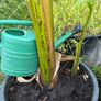 large musa basjoo - japanese hardy banana Image 3