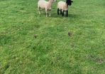 Sheep