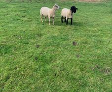 Sheep