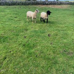 Sheep