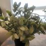 3 Decorative House Plants Image 4
