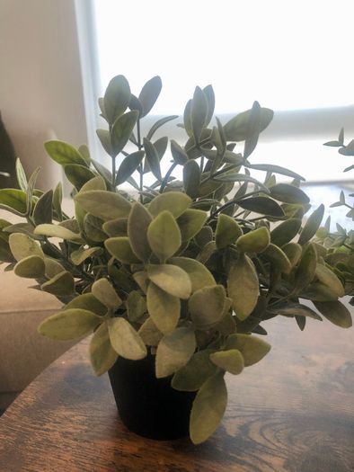 3 Decorative House Plants