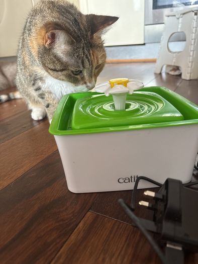 Cat Water Fauntain