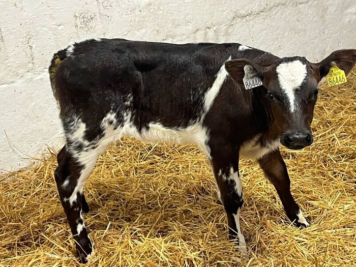 Super Red Simmental Heifer Calves