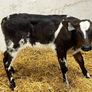 Super Red Simmental Heifer Calves Image 3