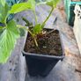 Strawberries Image 3