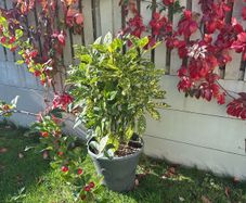 Aucuba japonica Plant with a pot
