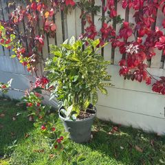 Aucuba japonica Plant with a pot