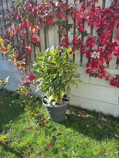 Aucuba japonica Plant with a pot