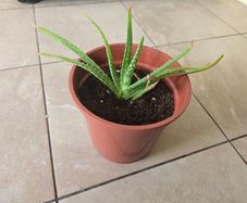 Aloe vera plant