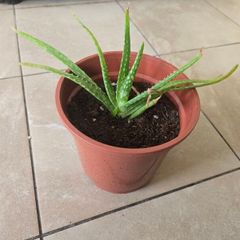 Aloe vera plant