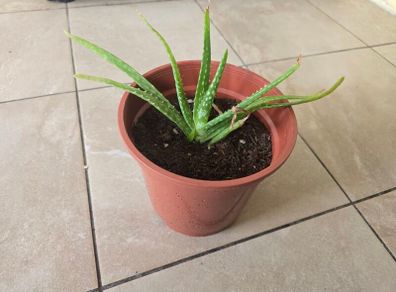 Aloe vera plant
