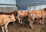 Weanlings