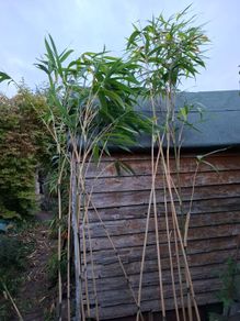 Bamboo