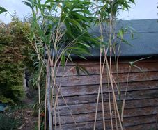 Bamboo