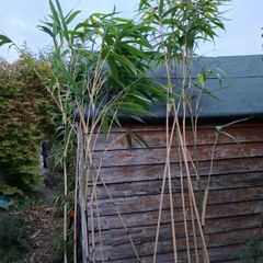 Bamboo