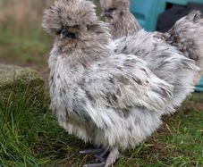 silkie hatching eggs