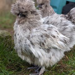 silkie hatching eggs