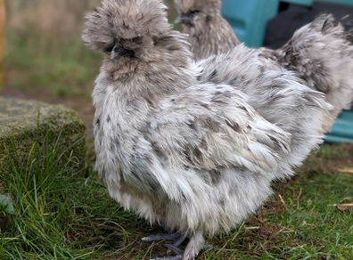 silkie hatching eggs