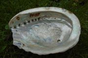 Large Abalone shell,Ornaments,Home decor