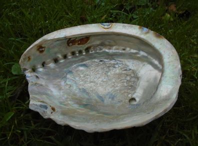 Large Abalone shell,Ornaments,Home decor