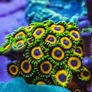 Jungle Juice Zoa Image 2
