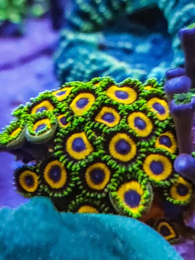 Jungle Juice Zoa