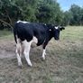 Bullocks Image 9