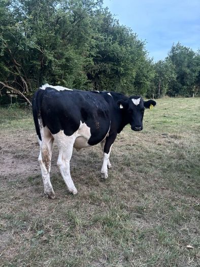 Bullocks