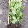 Laurel Hedging Image 8