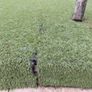 Artificial Grass Image 10