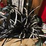 Whiteley Ladies Feather Hat Image 4
