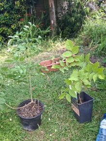 ash sapling